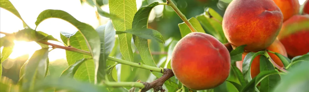 fresh-ripe-peaches-on-tree-in-garden-2026-03-25-21-27-46-utc