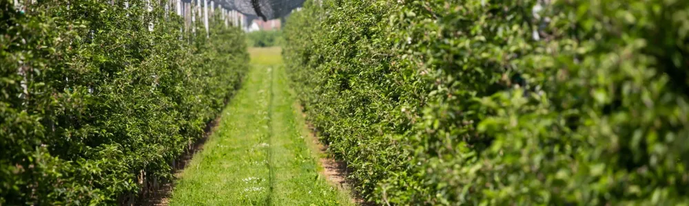 orchard-with-anti-hail-net-2026-01-09-07-23-37-utc