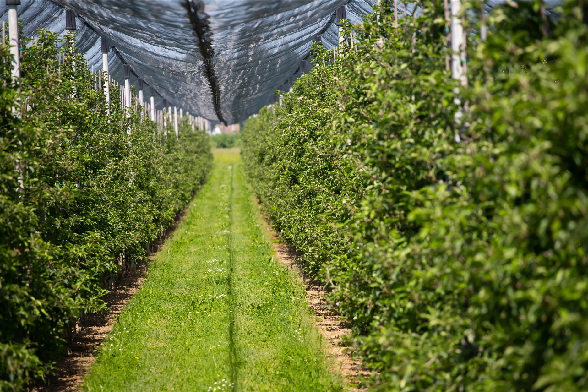 orchard-with-anti-hail-net-2026-01-09-07-23-37-utc